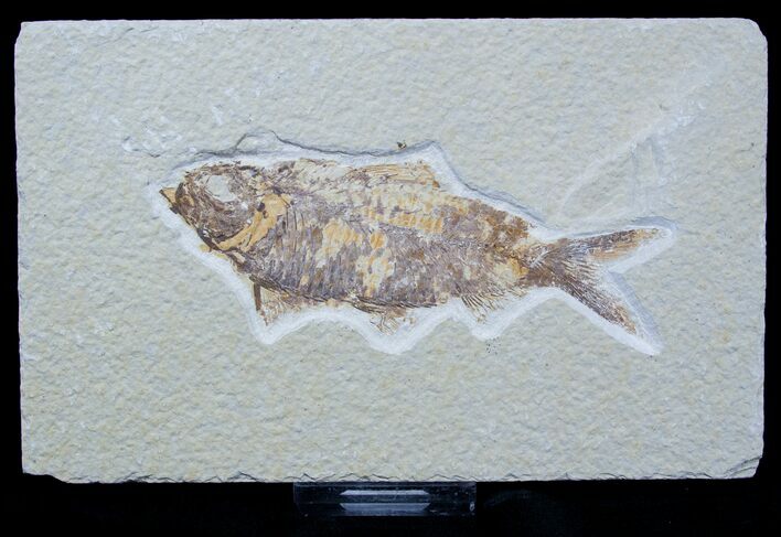 Knightia Fossil Fish #1560